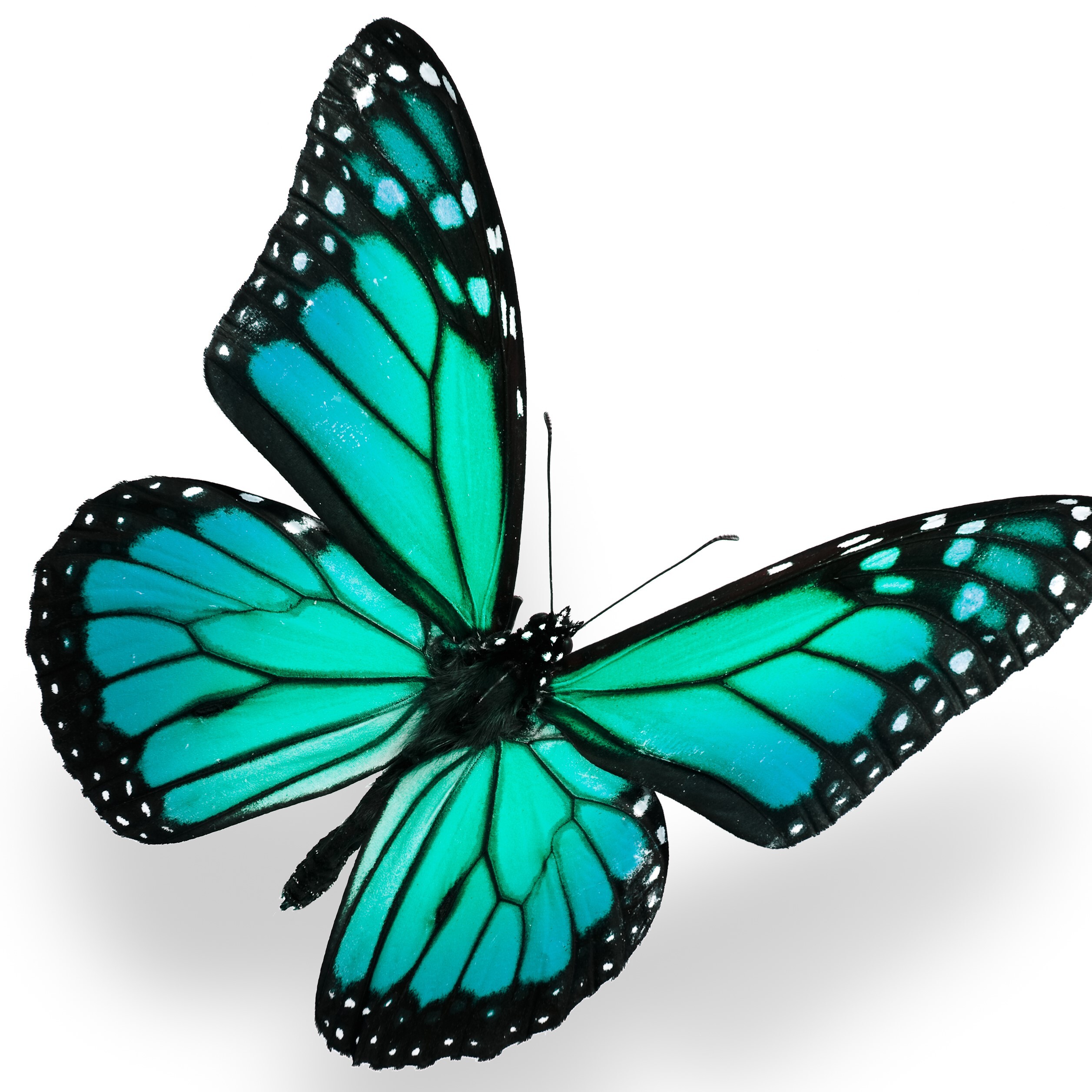 Hamptons Beauty Brunch Affair - logo